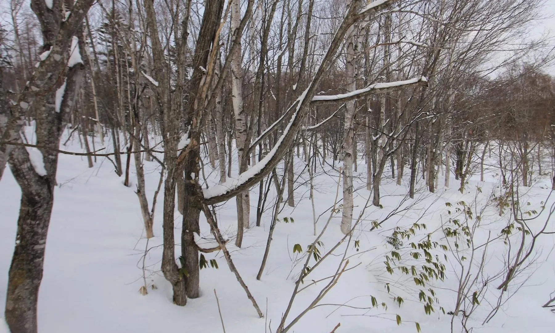 Prázdninový dům Forest Hideaway Niseko