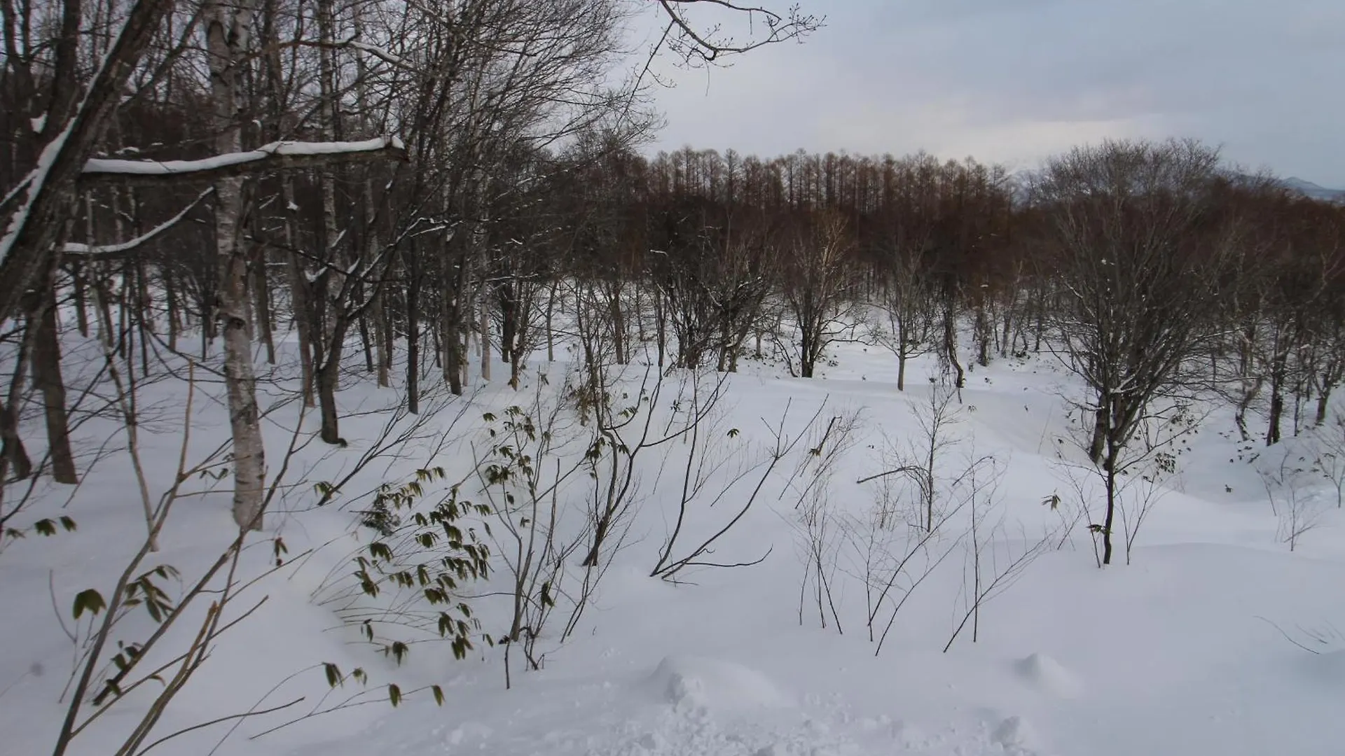 Forest Hideaway Niseko Prázdninový dům